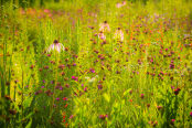 Summer on the prairie