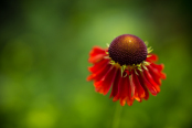 Helenium