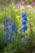 Delphiniums