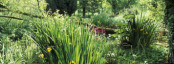 The Bog Garden at The Old Mill, Wiltshire