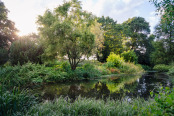 The water gardens of Beth Chatto