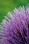 Thistle