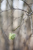 Too cold for anything else..Lichen on bare Betula 