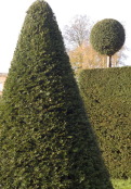 Topiary at Erddig