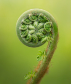 Unfurling fern