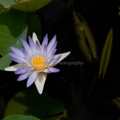 Tropical waterlily and leaves