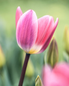 Tulipa 'Light and Dreamy'
