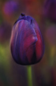 Tulipa 'Queen of night'