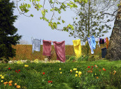 Tulips and Towels