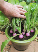 Turnips in Six Weeks