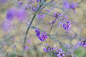 Callicarpa bodinieri