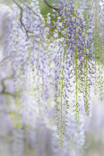 Wisteria Shower 