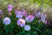 Dahlias and Grasses in Morning Dew 