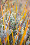 Hebe and Libertia