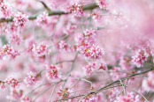 Prunus 'Okame'