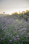 Sun rise over Verbena bonariensis @ The Real Flower Company