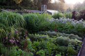 'Victorias Potager'