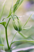 Waking late-  Emerging Polygonatum