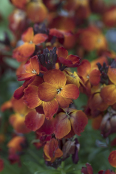 Wallflower "Sunset Orange