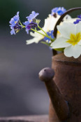 Watering can with primula vulgaris and myosotis