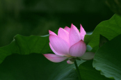 Waterlily