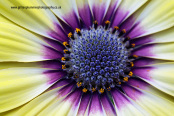 Winning image in the IGPOTY 'Macro art' Awards, August 2017, Osteospermum 'Blue-eyed Beauty'