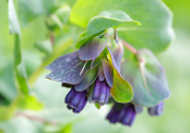 Cerinthe major purpurascens