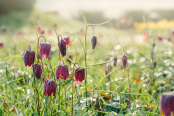 Fritillaria meleagris at dawn