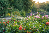 Kitchen garden in autumn