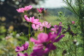 Cosmos bipinnatus with backlight