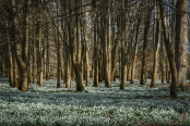 Welford Park beech woods with snowdrops