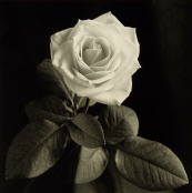 White Rose