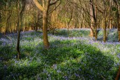 Bluebell undulations