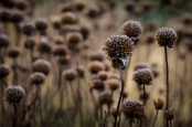 Winter Seed Heads