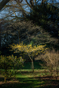Witch hazel in winter sun