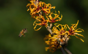 Honey bee and Witch hazel