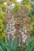 Yucca gloriosa