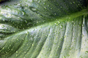 Zantedeschia in the rain