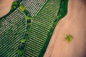 Birds Eye Orchard