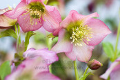 Christmas Rose