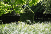 Yew Topiary 