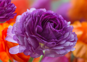 Ranunculus, Queen of Spring flowers