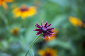 Annual Rudbeckia Cherry Brandy