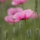 Beth's Poppy