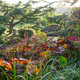 Autumn in Japan in a Kentish Garden