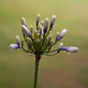 Agapanthus 'Twister'