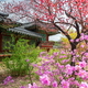 Changdeokgung Palace of Spring