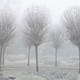 December Frost in the Italian Garden