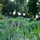 Lupins in the Redwood Border