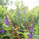 Salvias